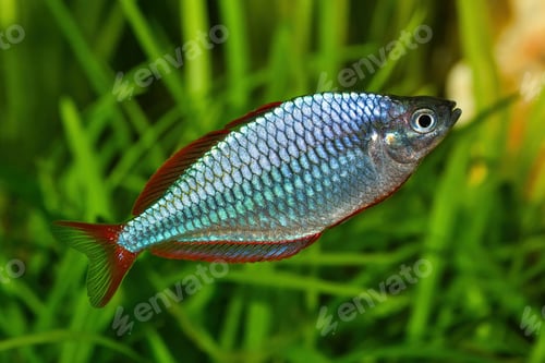 Preview: Dwarf rainbowfish Melanotaenia praecox in freshwater aquarium