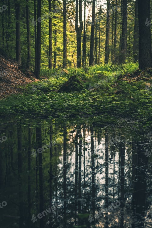 Preview: Deep in the Forest