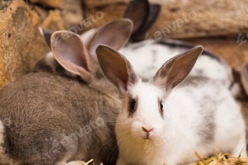 Preview: rabbits at the cage