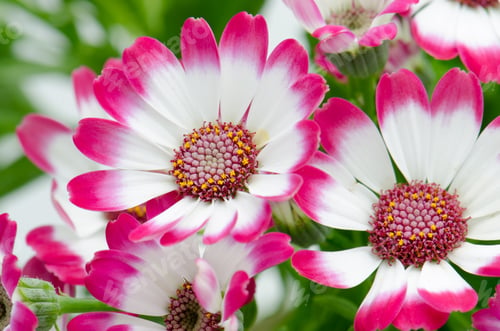 Preview: Beautiful pink flowers and green grass