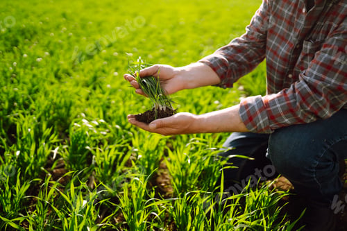Preview: Young Green wheat seedlings in the hands of a farmer. Checking wheat field progress.