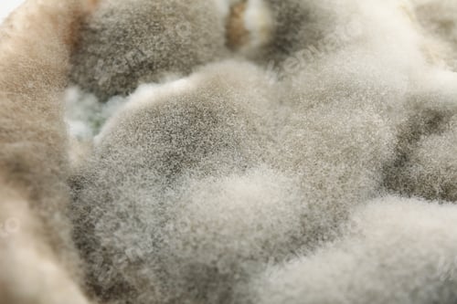 Preview: Concept of mold, mold on whole background, close up