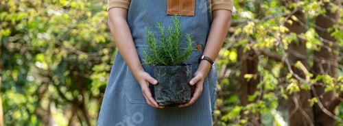 Preview: Closeup image of a woman holding and preparing to plant rosemary tree for home gardening concept