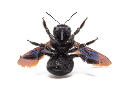 Preview: Xylocopa violacea violet carpenter bee close up underside