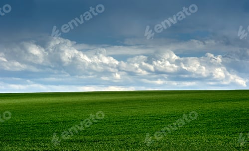 Preview: green field of winter wheat, early spring with beautiful sky
