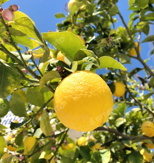 Preview: Lemon Tree Very Pretty
NOMINATED🙏🍋 🙏