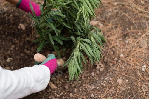 Preview: Close up of hands in gloves working in the garden planting plants
