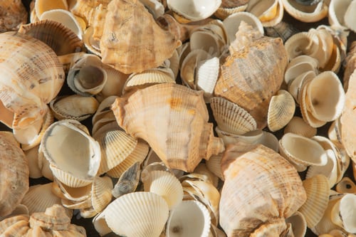 Preview: Sea shells on the beach. Summer background. Rapan shell. Beige light color. Aesthetic minimalism