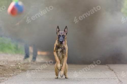 Preview: Belgian Shepherd Malinois dog outdoor. Dog with colorful smoke