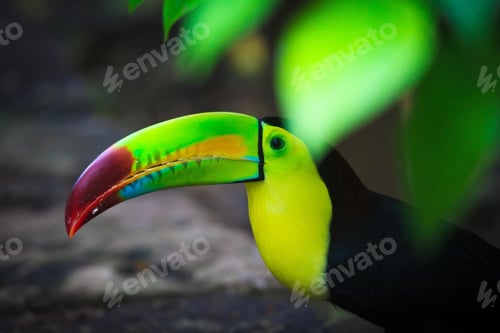 Preview: toucan, bird, colours, tropics