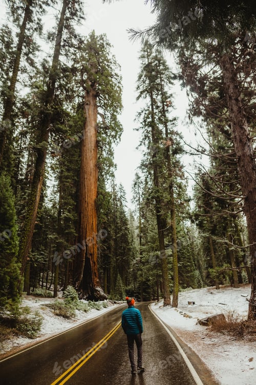 Preview: Rear view of young male hiker looking out at snowy forest, Sequoia National Park, California, USA