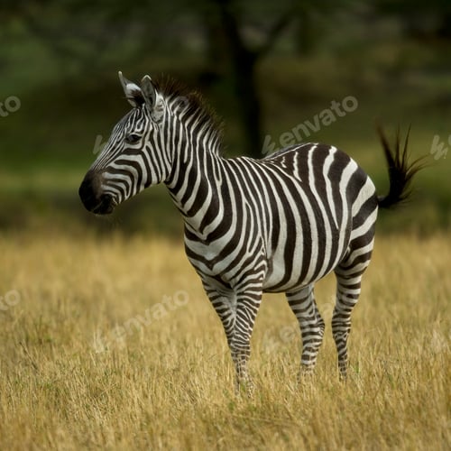 Preview: Zebra standing in field in the Serengeti, Tanzania, Africa