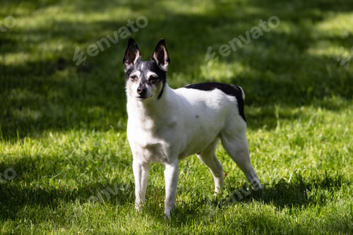 Preview: Adorable Toy Fox Terrier Dog relaxing on grass outside.