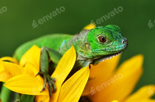Preview: Close up photo of Green Iguana, Iguana iguana