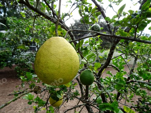 Preview: Goliath Pummelo (Citrus Maxima