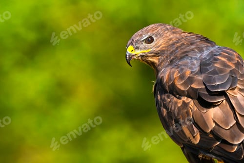 Preview: Buzzard, Mediterranean Forest, Spain