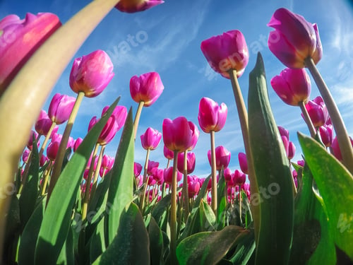 Preview: Group purple tulips against the sky. Spring landscape