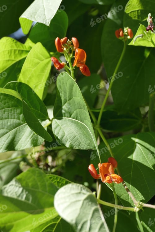 Preview: Closeup shot of scarlet runner beans