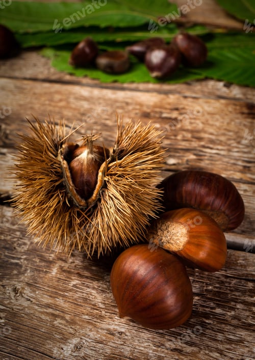 Preview: Chestnuts and chestnut bur.