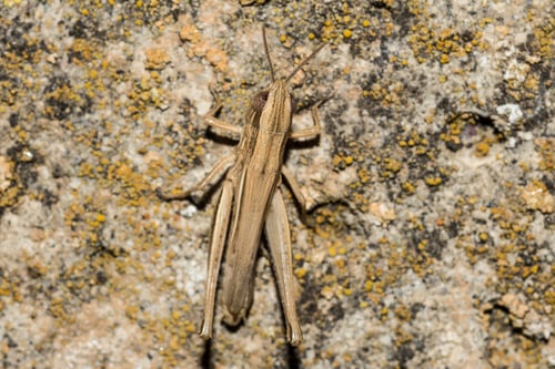 Preview: Closeup shot of meadow grasshopper