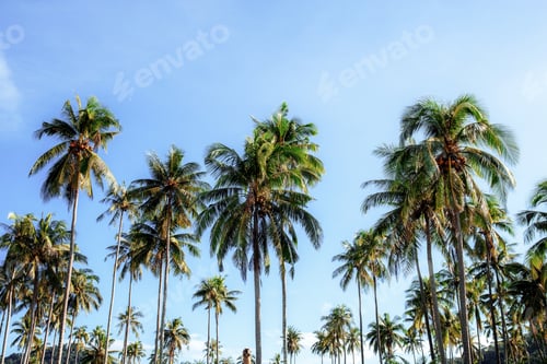 Preview: Palm Trees Against Blue Sky in Tropical Setting