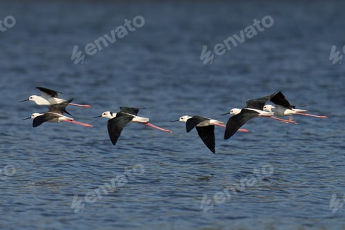 Preview: Stunning view of a flock of Black-Winged Stilts in mid-flight, soaring gracefully above the sea