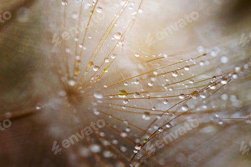 Preview: Abstract dandelion flower background. Seed macro closeup. Soft focus