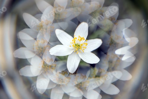 Preview: Creative floral background with Anemone