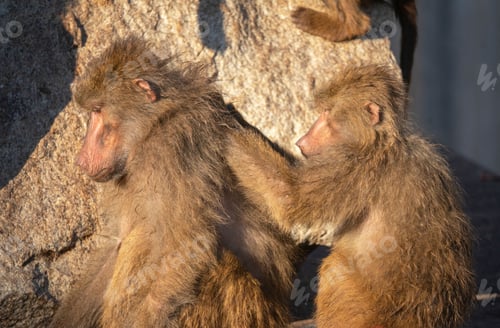 Preview: Two baboons from the funny zoo clean their fur and wash themselves