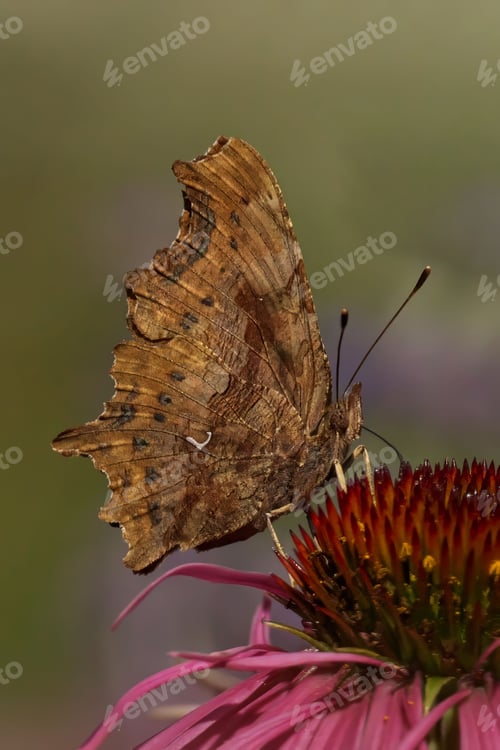 Preview: Beautiful orange and black butterfly with jagged wings perches on a vibrant purple cone flower