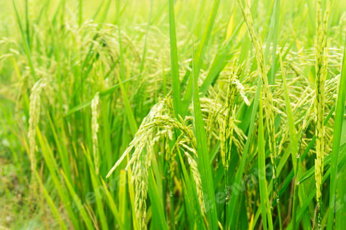 Preview: Paddy rice plant at paddy field