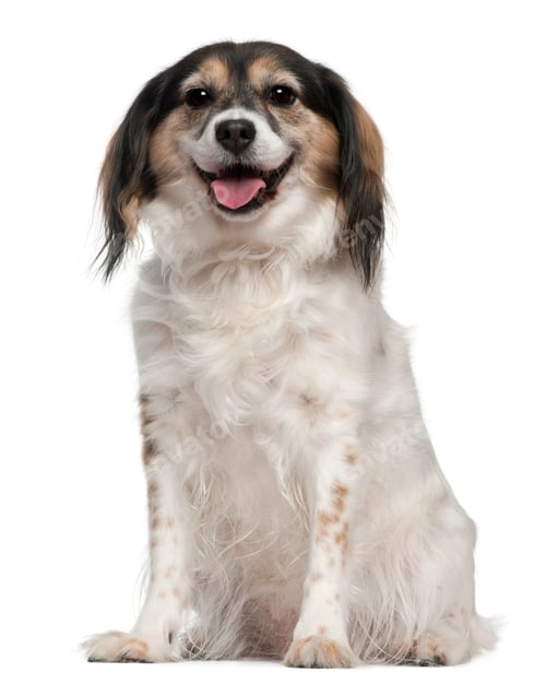 Preview: Papillon, 7 years old, sitting in front of white background