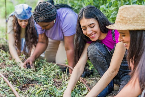 Preview: Gardening in organic urban garden. Multiethnic Latin cuban venezuelan hispanic and moroccan woman