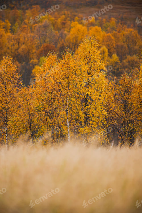 Preview: autumn colors grass and woodland landscape in arctic northern scandinavia