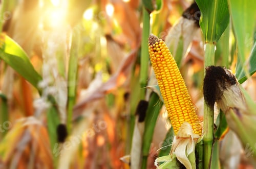 Preview: Backlit Ripe Corn of Maize on stalks at the field ready for harv