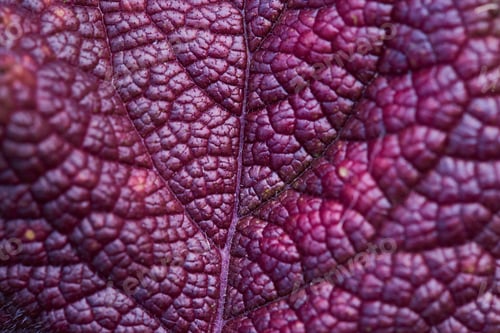 Preview: Purple leaf close-up