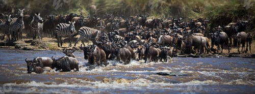 Preview: Confusion of wildebeests and zeal of zebras entering the water in Masai Mara, Kenya