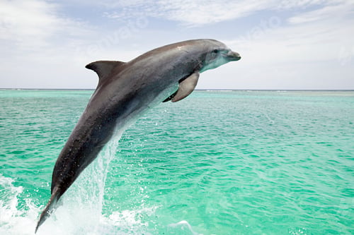 Preview: Bottlenose dolphin leaping from sea