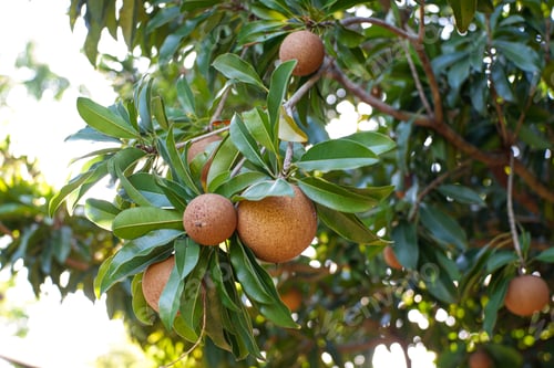 Preview: Closeup of fresh sapodilla fruit on sapodilla tree with green leaves