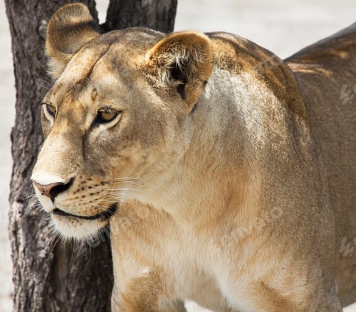 Preview: A Best wildlife destinations in the world