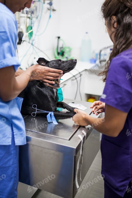 Preview: surgery room of the veterinary clinic