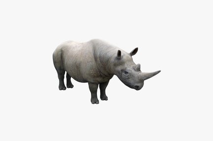 Preview: Profile view of a rhinoceros