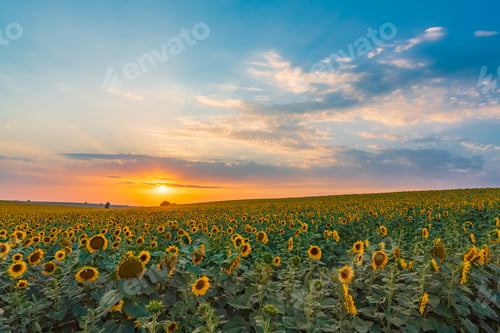 Preview: Sunflower field at sunset time