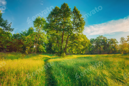 Preview: Summer Sunny Forest Trees, Green Grass, Lane, Path, Pathway. Nature Wood Sunlight