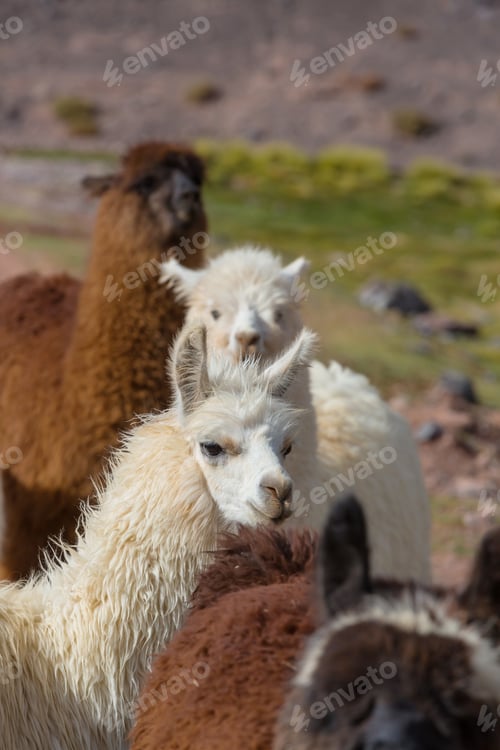 Preview: Llama