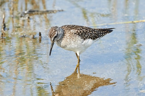 Preview: Wood sandpiper (Tringa glareola)