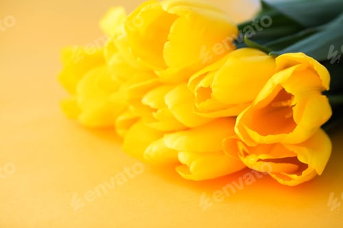 Preview: Close-up of yellow flowers on a yellow background. International Women is Day 8 March.