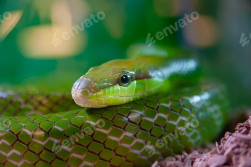 Preview: Portrait of a green snake with bokeh background