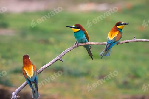 Preview: European bee eater, Merops apiaster. Common bee-eater. Close-up