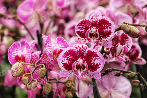 Preview: Orchids